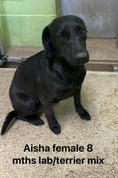Black Labrador Retriever Dogs Available for Adoption - Aisha | PetCurious