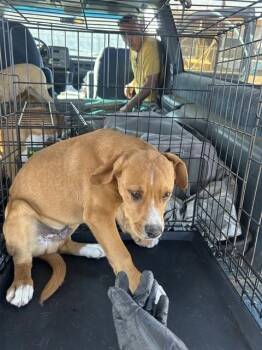 Labrador Retriever and Mixed Breed Dogs Available for Adoption - A372642 | PetCurious