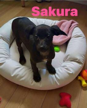 Rescue Chihuahua and Mixed Breed Dogs for Adoption in Severance, Colorado - Sakura | PetCurious