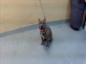 JEANIE -  Pit Bull Terrier and Mixed Breed Dog for Adoption in Tulsa, Oklahoma - JEANIE | PetCurious