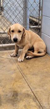 Ranger -  Basset Hound Dog for Adoption in Marion, Mississippi - Ranger | PetCurious