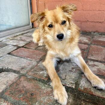Pomeranian and Maltese Dogs Available for Adoption in Los Gatos, California - Butterscotch | PetCurious