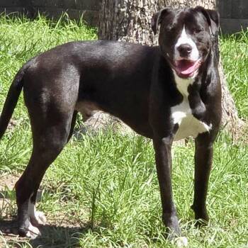 Sammy Davis -  American Staffordshire Terrier and Mixed Breed Dog for Adoption in Houston, Texas - Sammy Davis | PetCurious