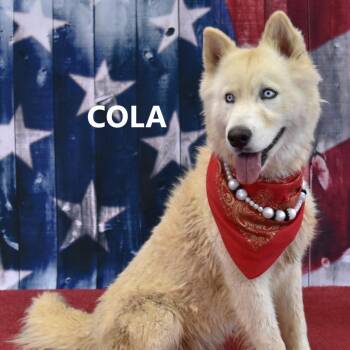 Husky Dogs Available for Adoption in Yuma, Arizona - Lyric | PetCurious