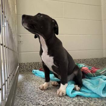 Labrador Retriever Dogs Available for Adoption in Morganton, North Carolina - Zoeybird | PetCurious