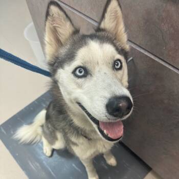 Rescue Husky Dogs for Adoption in Vineland, New Jersey - Alaska | PetCurious