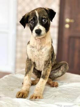 Sofia -  Canaan Dog Dog for Adoption in New York, New York - Sofia | PetCurious
