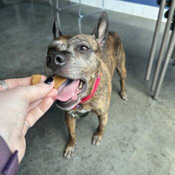 Winnie -  Mixed Breed Dog for Adoption in Pittsburgh, Pennsylvania - Winnie | PetCurious