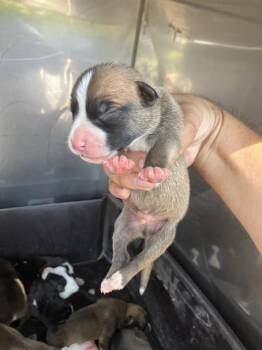 LIMA -  Mixed Breed Dog for Adoption in Dallas, Texas - LIMA | PetCurious