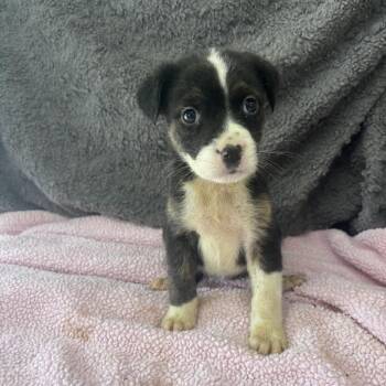 Labrador Retriever and Mixed Breed Dogs Available for Adoption in North Charleston, South Carolina - Situationship | PetCurious
