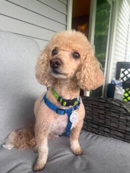 Joey -  Bichon Frise and Poodle Dog for Adoption in Alden, New York - Joey | PetCurious