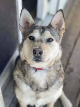 Rescue Mixed Breed Dogs for Adoption in Mandan, North Dakota - Roni | PetCurious