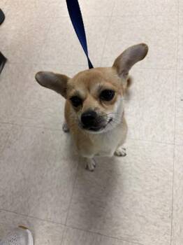 LOAF -  Chihuahua Dog for Adoption in Sugar Land, Texas - LOAF | PetCurious