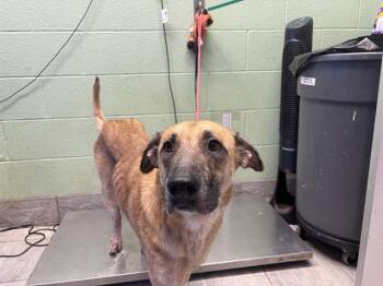 SHELIA -  German Shepherd Dog and Mixed Breed Dog for Adoption in Grand Prairie, Texas - SHELIA | PetCurious