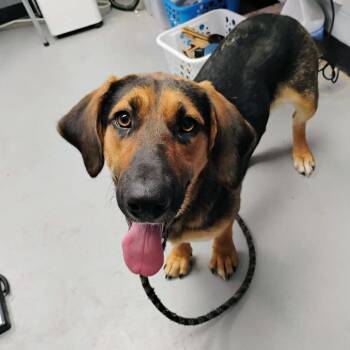 Junie -  Mixed Breed Dog for Adoption in Duncan, Oklahoma - Junie | PetCurious