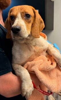 Trigger -  Beagle and Mixed Breed Dog for Adoption in Bowling Green, Kentucky - Trigger | PetCurious