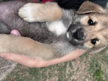 German Shepherd Dog and Rough Collie Dogs Available for Adoption in Winder, Georgia - Hope 2026-196 | PetCurious