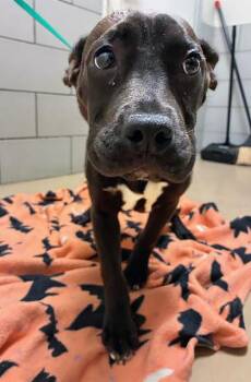 Mixed Breed Dogs Available for Adoption in Nashville, Tennessee - Block Buster | PetCurious