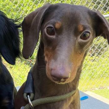 Miniature Dachshund Dogs Available for Adoption in Bedford, New Hampshire - Cinnamon | PetCurious