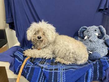 Poodle Dogs Available for Adoption in Modesto, California - JOLIE | PetCurious
