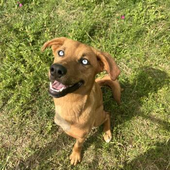 Golden Retriever and Terrier Dogs Available for Adoption - Jasmine  | PetCurious