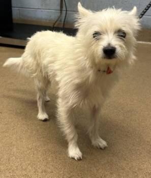 Yates -  Mixed Breed Dog for Adoption in Chamblee, Georgia - Yates | PetCurious