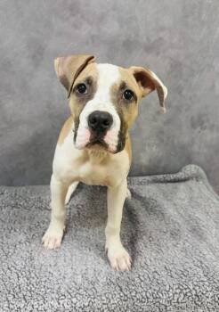 Mixed Breed Dogs Available for Adoption in Fort Worth, Texas - Corndog | PetCurious