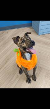 Skipper -  Pit Bull Terrier Dog for Adoption in Seaside Heights, New Jersey - Skipper | PetCurious