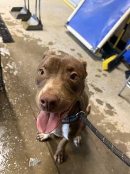 Don -  Mixed Breed Dog for Adoption in Atlanta, Georgia - Don | PetCurious