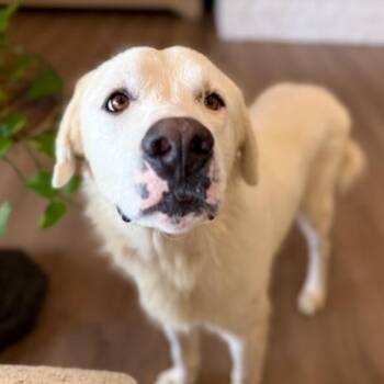 Jetson Juniper James At Your Service -  Great Pyrenees and Anatolian Shepherd Dog for Adoption in Friendswood, Texas - Jetson Juniper James At Your Service | PetCurious