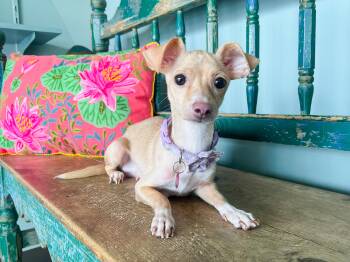 Backpack -  Chihuahua Dog for Adoption in San Antonio, Texas - Backpack | PetCurious