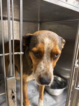 Hound and Australian Shepherd Dogs Available for Adoption - Valentine | PetCurious