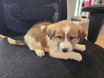 Labradoodle Dogs Available for Adoption - Doodle Puppies | PetCurious