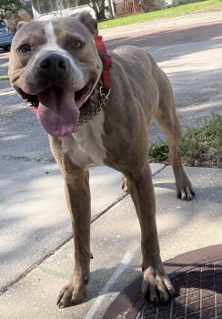 Catahoula Leopard Dog and Terrier Dogs Available for Adoption in Sanford, Florida - Buddy - TRAINING CAMP | PetCurious