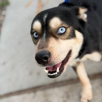 Husky and Mixed Breed Dogs Available for Adoption in New Orleans, Louisiana - Kale | PetCurious