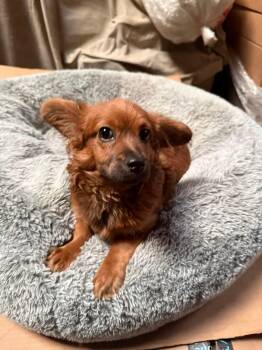 Spaniel Dogs Available for Adoption - Ruby | PetCurious