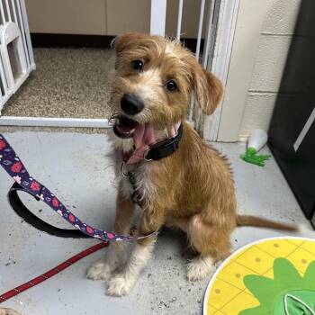 Tina -  Wirehaired Terrier Dog for Adoption in Uniontown, Pennsylvania - Tina | PetCurious