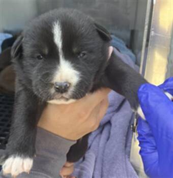 Mixed Breed Dogs Available for Adoption - PUP 7 | PetCurious