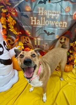 Rescue Shepherd Dogs for Adoption in Bryant, Arkansas - Daisy | PetCurious