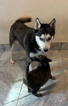 Rescue Husky Dogs for Adoption in Houston, Texas - Max | PetCurious