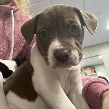 Mixed Breed Dogs Available for Adoption - Mickey | PetCurious