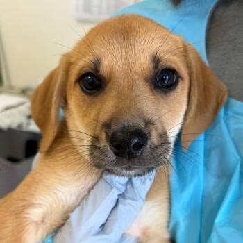 Lenore -  Plott Hound and Mixed Breed Dog for Adoption in Nashville, Tennessee - Lenore | PetCurious