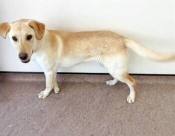 Labrador Retriever Dogs Available for Adoption - QUENTIN | PetCurious