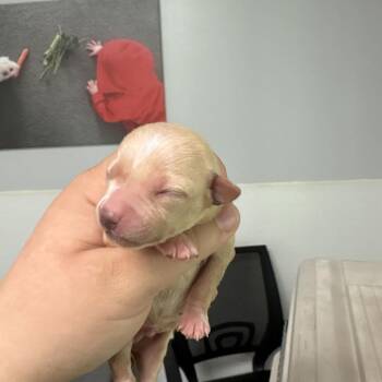 Aphid -  Chihuahua Dog for Adoption in Enfield, New Hampshire - Aphid | PetCurious