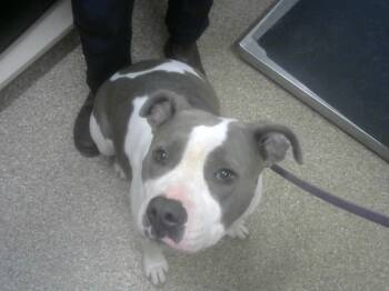 Rescue Pit Bull Terrier and Mixed Breed Dogs for Adoption in Albuquerque, New Mexico - FLORA | PetCurious