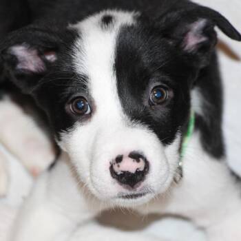 Border Collie and Terrier Dogs Available for Adoption - NY Marcus Avail Feb 14 (Tractor Supply Patterson) | PetCurious