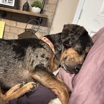 Oscar -  Dachshund and Mixed Breed Dog for Adoption in Chalmette, Louisiana - Oscar | PetCurious