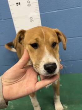 Rescue Carolina Dog and Mixed Breed Dogs for Adoption in Seneca, South Carolina - Marvin Martian | PetCurious