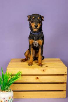 Miniature Pinscher Dogs Available for Adoption - 171-26 | PetCurious