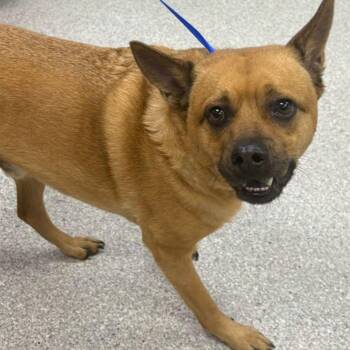 Ozzy -  Australian Cattle Dog Blue Heeler and Mixed Breed Dog for Adoption in Lake Havasu City, Arizona - Ozzy | PetCurious